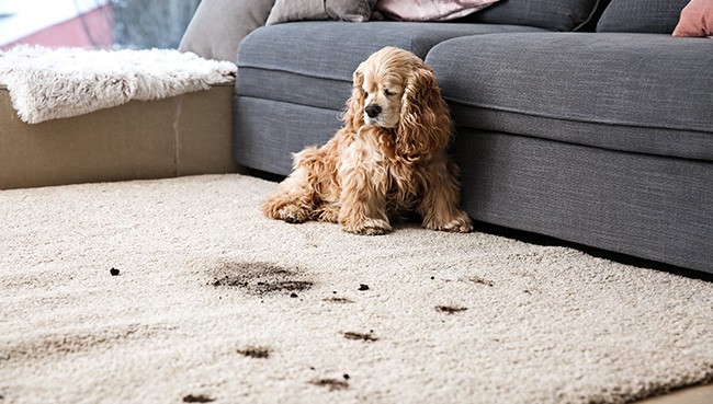 Funny dog and its dirty trails on carpet | Blair Mill Outlet