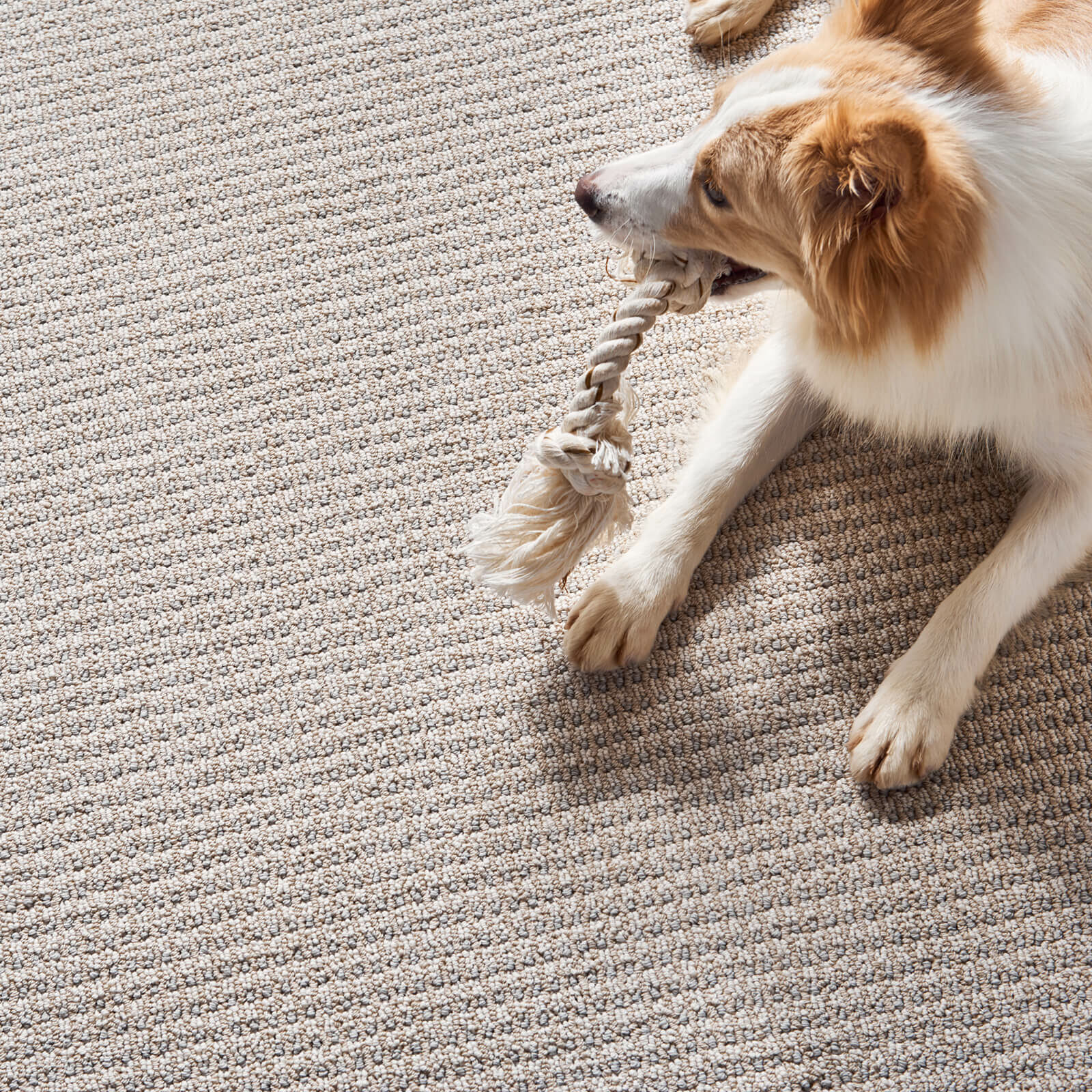Pet friendly carpet | Blair Mill Outlet